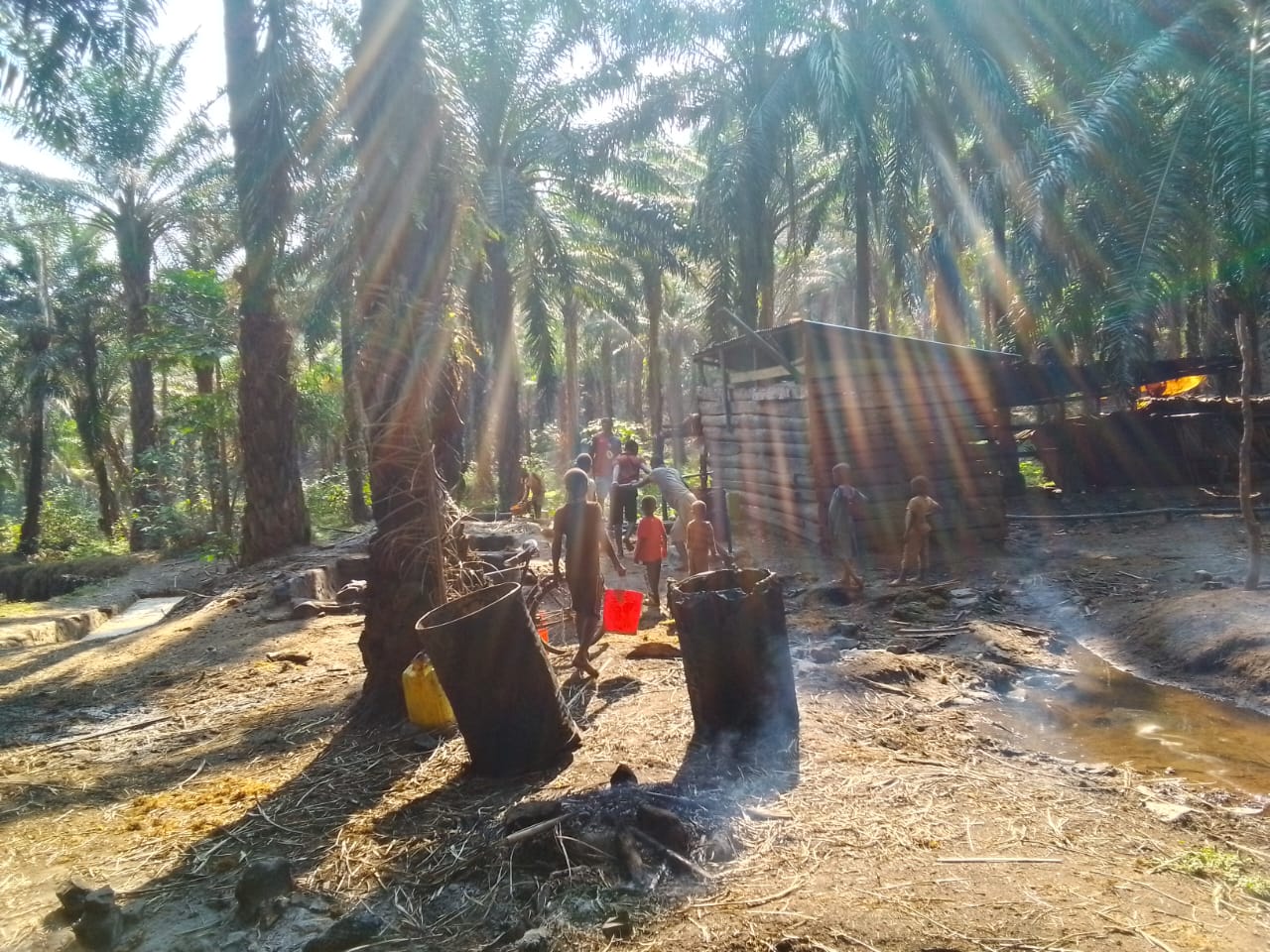 Palm oil farming in Rumonge, Burundi